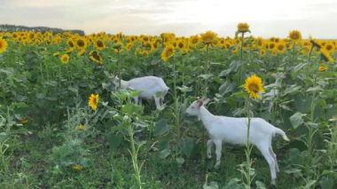 4K Keçileri ayçiçeği tarlasında otlar. Güneşli bir günde bir keçi sürüsü otlayıp ayçiçeğini yer. Detaylar ve yakın çekim..