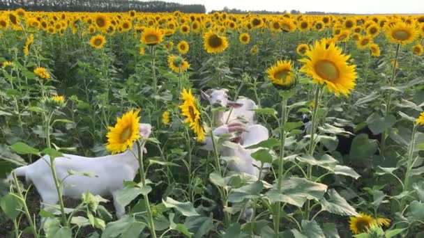 4k The goats eat sunflowers in a beautiful field with sunflowers. — Stock Video
