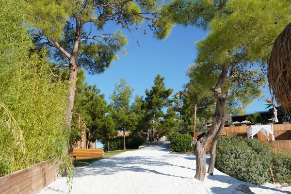 Beyaz kumsalda güneşli yataklar, çam ağaçları ve bambu şemsiyeli. Türkiye 'de güzel tropikal plaj — Stok fotoğraf