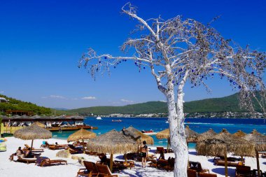 Bodrum, Türkiye - Ağustos 2020: Lujos babun şemsiyeli kar beyazı plajı, tahta güneşlikler, zümrüt renkli Ege Denizi. Sahildeki dekoratif, sıra dışı, güzel, beyaz hatıra ağacı. Lüks turizm