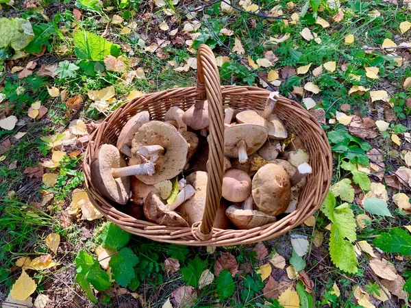 Подберезовые белые грибы в плетеной корзине в осеннем лесу — стоковое фото