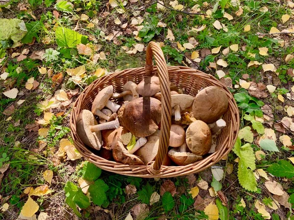 Підберезовики білі гриби в плетеному кошику в осінньому лісі — стокове фото