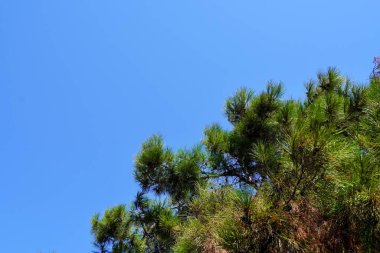 Evergreen ladini, güzel mavi gökyüzü arka planına karşı. Bir ağacın yakın çekimi. Metin için alanı kopyala
