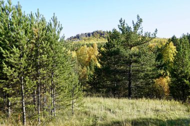 Autumnal Park 'ta. Sonbahar Ağaçları ve Yaprakları. Düş! Altın yeşili turuncu yapraklar. 