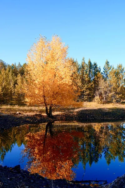 Autumnal Park. Autumn Trees and Leaves. Fall. Golden green orange leaves. Golden birch is reflected in the blue forest lake — Stock Photo, Image