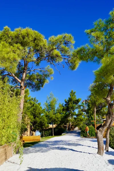 Kocaman çam ağaçlarıyla çevrili Maldivler 'in kumlu güzel kar beyazı plajı. Çok atmosferik bir yer. Türkiye 'de Lujo Oteli' nde lüks tatil