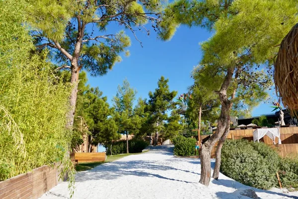 Kocaman çam ağaçlarıyla çevrili güzel kar beyazı plajlar. Çok atmosferik bir yer. Türkiye 'de Lujo Oteli' nde lüks tatil — Stok fotoğraf