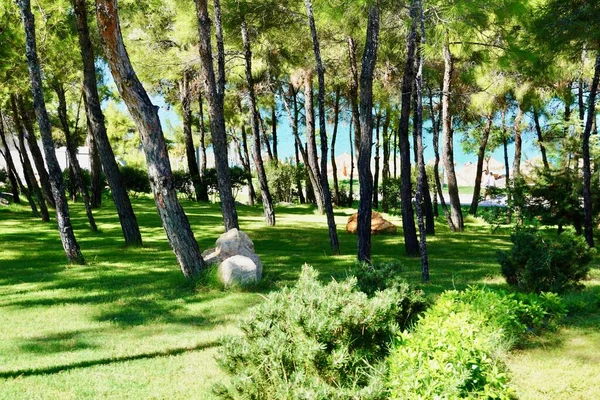 Bosque verde jugoso en la costa atlántica. Pasarelas de piedra bien arregladas y hermosos paisajes hoteleros del mar Egeo. Relájese paisaje — Foto de Stock