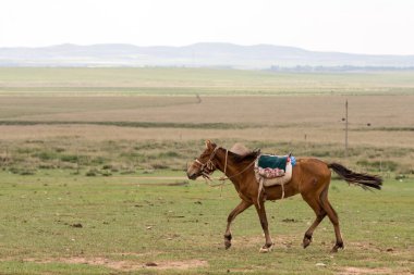 Çin 'in iç Moğolistan bozkırlarında at otluyor.