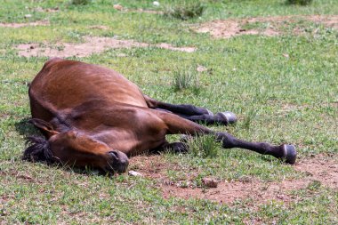 Genç aygır Moğolistan bozkırında, Çin 'de çimenlerde uyuyor.