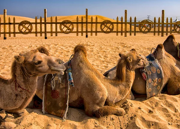 Camellos Bactrianos Dos Jorobas Descansando Arena Del Desierto Kubuqi Cerca — Foto de Stock