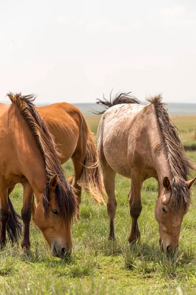 Horses Grazing Steppes Inner Mongolia China — Stock Photo, Image