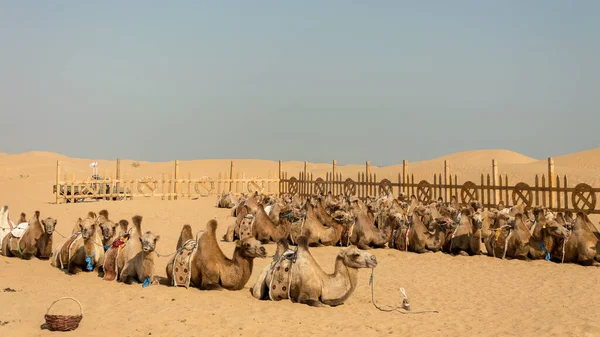 Camellos Bactrianos Dos Jorobas Descansando Arena Del Desierto Kubuqi Cerca — Foto de Stock