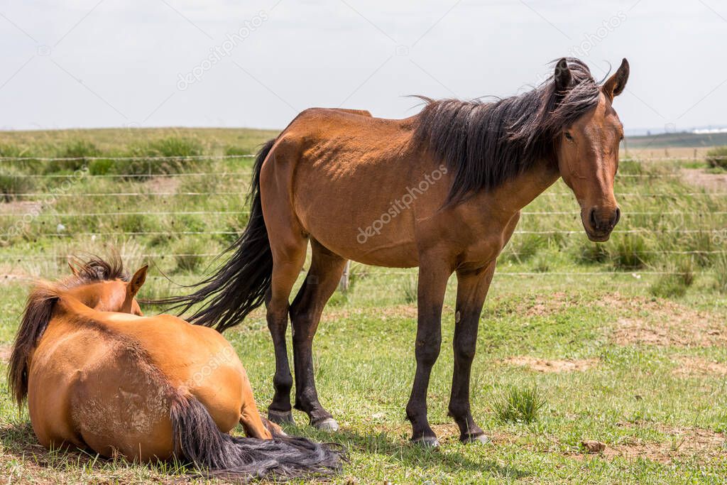 Horses grazing in the steppes of Inner Mongolia in China