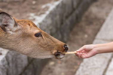 Japonya 'daki Nara Parkı' nda geyiklere geyik krakeri (Shika-senbei) besleyen turist.