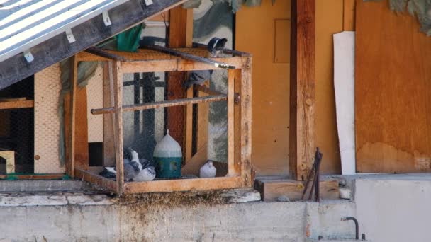 Pigeons Domestiques Dans Pigeonnier Colombier Dans Grenier Vieux Bâtiment — Video