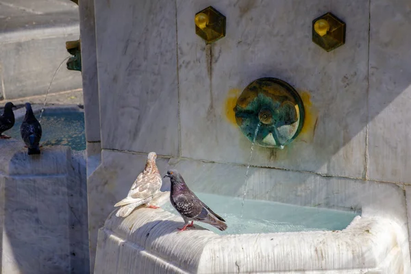 Pidgins Drinking Water Fountain Knez Mihailova Street Main Pedestrian Zone — Stock Photo, Image