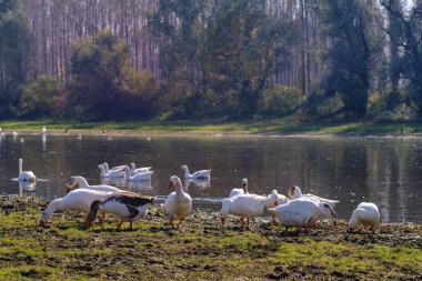 Sırbistan 'ın kuzeyindeki Voyvodina' nın Backa bölgesindeki Tuna Nehri boyunca yer alan bir bataklık kompleksi olan Özel Doğa Rezervi Koviljsko Petrovaradinski Rit 'te (Kovilj Petrovaradin bataklıkları) bir ördek sürüsü.