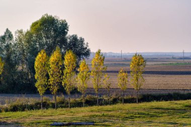 Sırbistan 'ın kuzeyindeki Voyvodina' nın Backa bölgesindeki Tuna Nehri üzerindeki Bataklık ve orman ekosistemleri Özel Doğa Rezervi Koviljsko Petrovaradinski Rit (Kovilj Petrovaradin bataklıkları) kompleksi