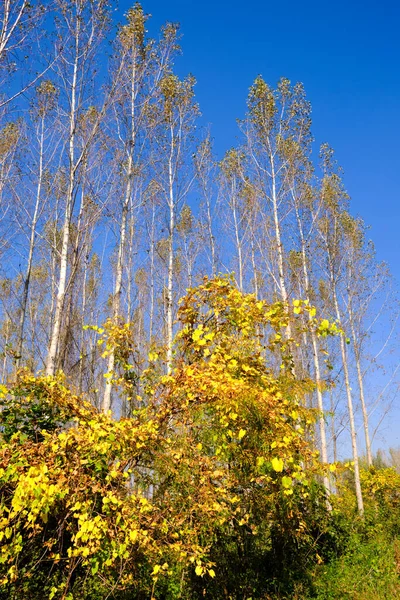 Feuillage Automne Dans Réserve Naturelle Spéciale Koviljsko Petrovaradinski Rit Marais — Photo