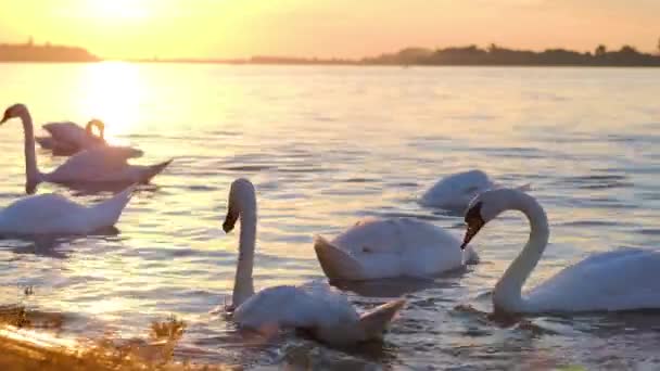 Film Bílé Labutě Plavající Řece Dunaj Hlavním Městě Bělehradu Srbska — Stock video