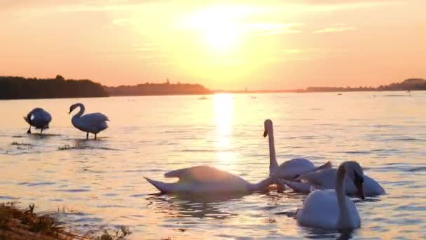 Scatto Cinematografico Cigni Bianchi Che Nuotano Nel Fiume Danubio Belgrado — Video Stock