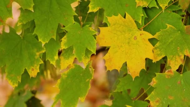 Coloridas Hojas Otoño Crujiendo Viento Que Sopla — Vídeos de Stock