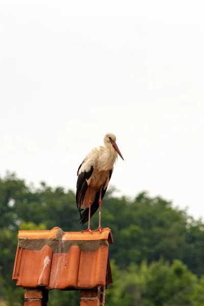 Hermosa Cigüeña Blanca Grande Ciconia Ciconia Pie Parte Superior Chimenea — Foto de Stock