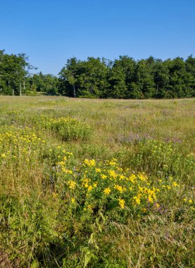Sırbistan 'ın doğusundaki Bor kenti yakınlarındaki Kucaj dağ sırasının bir parçası olan Dubasnica Dağı' nın yüksek ovaları