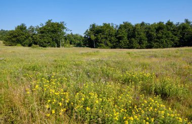 Sırbistan 'ın doğusundaki Bor kenti yakınlarındaki Kucaj dağ sırasının bir parçası olan Dubasnica Dağı' nın yüksek ovaları