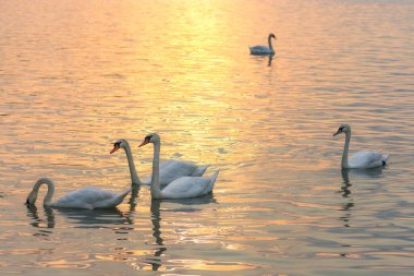 Belgrad 'ın başkenti Sırbistan' da Tuna Nehri 'nde yüzen beyaz kuğular, suda gün batımını yansıtıyor.