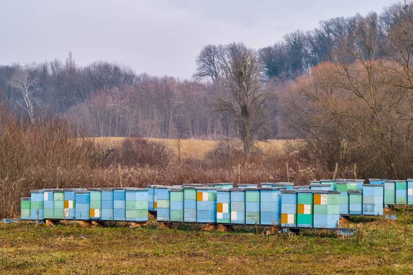 Ruches Bois Peintes Colorément Ferme Abeilles Mellifères Dans Nature Image — Photo