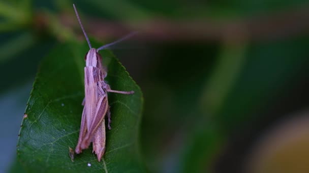 Macro Close Ενός Grasshopper Στέκεται Ένα Πράσινο Φύλλο Θολή Φόντο — Αρχείο Βίντεο