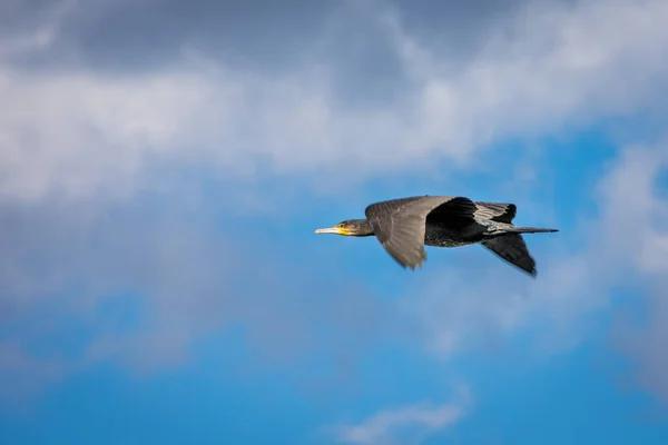 Zwarte Aalscholver Vogel Vliegen Met Blauwe Lucht Wolken Achtergrond — Stockfoto