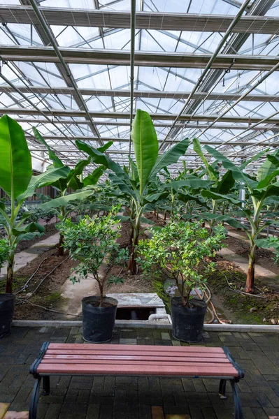 Plants Growing Greenhouse Agriculture Image Stock — Stock Photo, Image