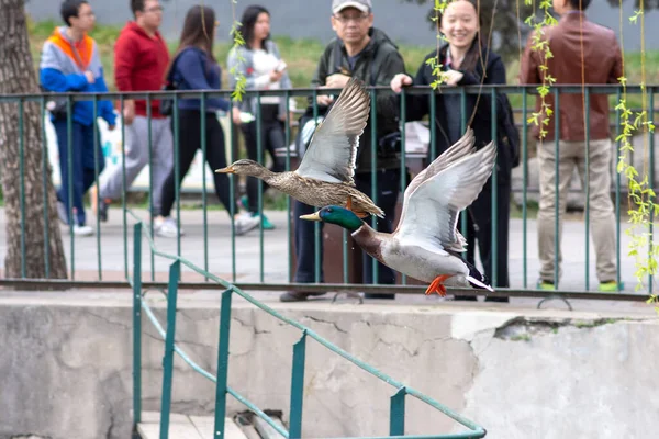 Beijing China April 2016 Pair Male Female Mallard Ducks Flying — Stock Photo, Image