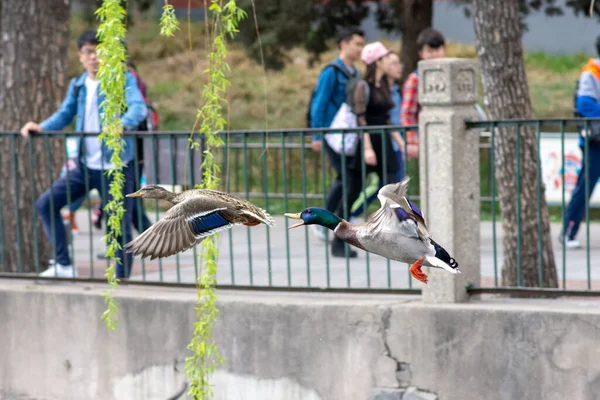Beijing China April 2016 Pair Male Female Mallard Ducks Flying — Stock Photo, Image