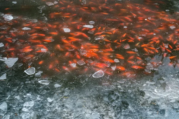 Japon bahçesindeki donmuş bir gölün altında yüzen kırmızı Koi balığı.