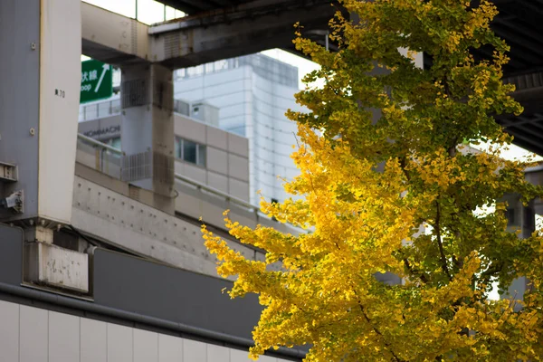 Osaka Japão Dezembro 2017 Ginkgo Amarelo Árvores Nas Ruas Centro — Fotografia de Stock