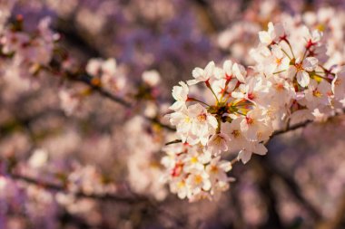 Çiçek açan kiraz çiçekleri Japonya 'da ilkbaharda Sakura açar.