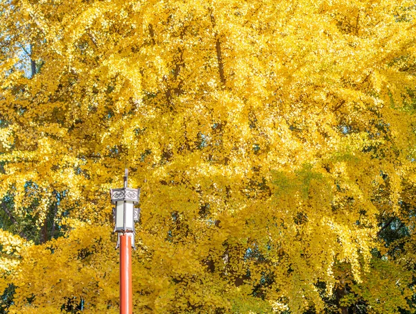 中国北京银杏树美丽而明亮的黄叶和中国传统灯笼形状的旧路灯 — 图库照片