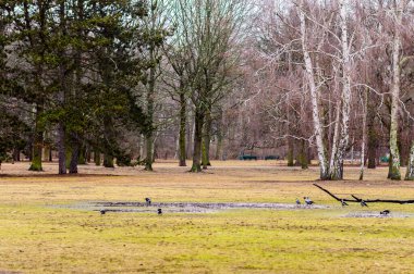 Almanya 'nın başkenti Mitte' deki Tiergarten Parkı.