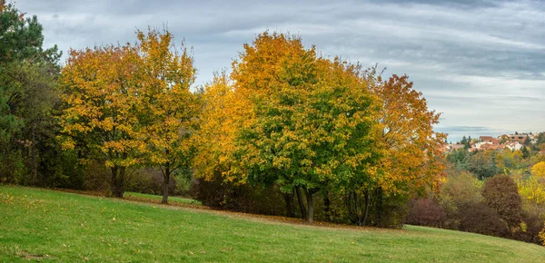Folhagem Folhas Árvores Outono Floresta Parque Kosutnjak Belgrado Capital Sérvia — Fotografia de Stock