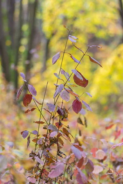 Hojas Otoño Follaje Árboles Bosque Del Parque Kosutnjak Belgrado Capital —  Fotos de Stock