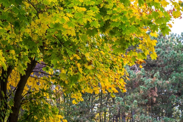 塞尔维亚首都贝尔格莱德Kosutnjak公园森林里的秋天树叶和树叶 贝尔格莱德氧气工厂 — 图库照片