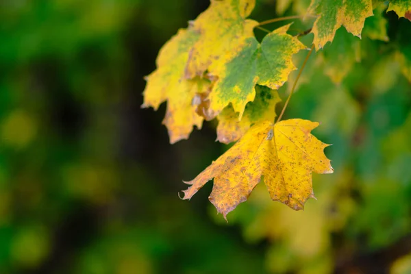 塞尔维亚首都贝尔格莱德Kosutnjak公园森林里的秋天树叶和树叶 贝尔格莱德氧气工厂 — 图库照片