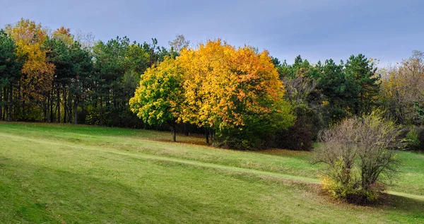 Folhagem Folhas Árvores Outono Floresta Parque Kosutnjak Belgrado Capital Sérvia — Fotografia de Stock