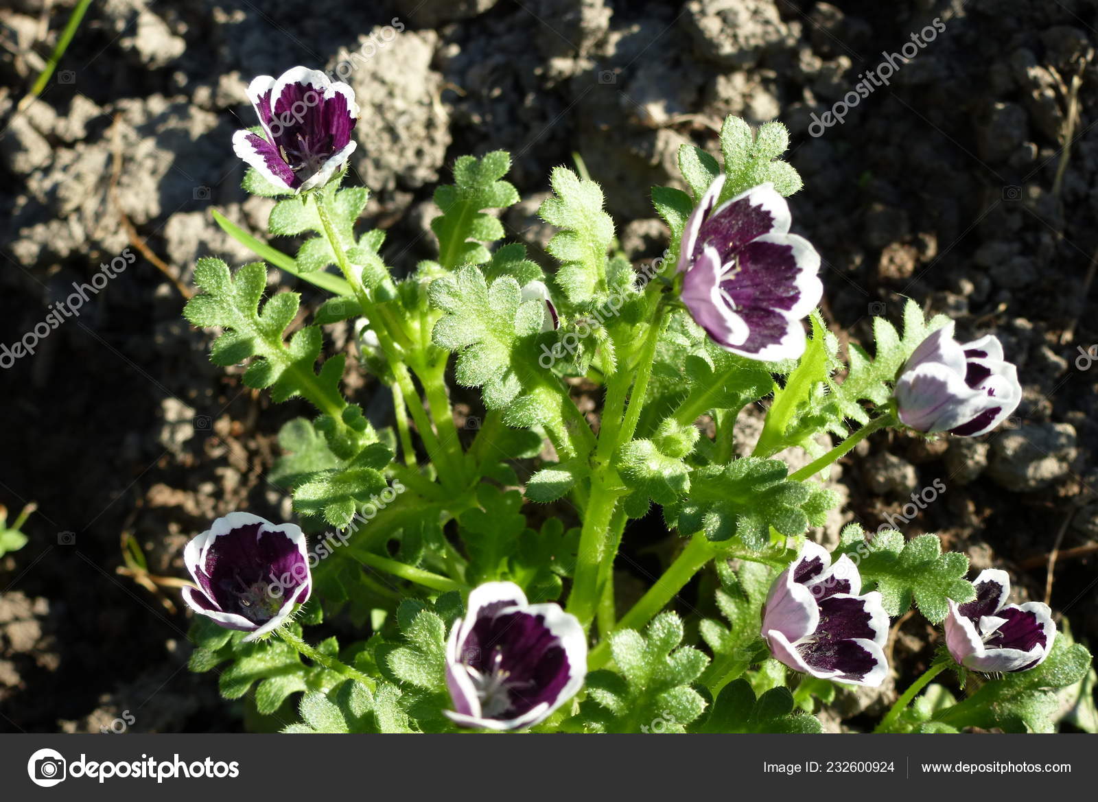 Nemophila Maculata Garden Growing Annual Plants Ground Stock Photo C Olgashash