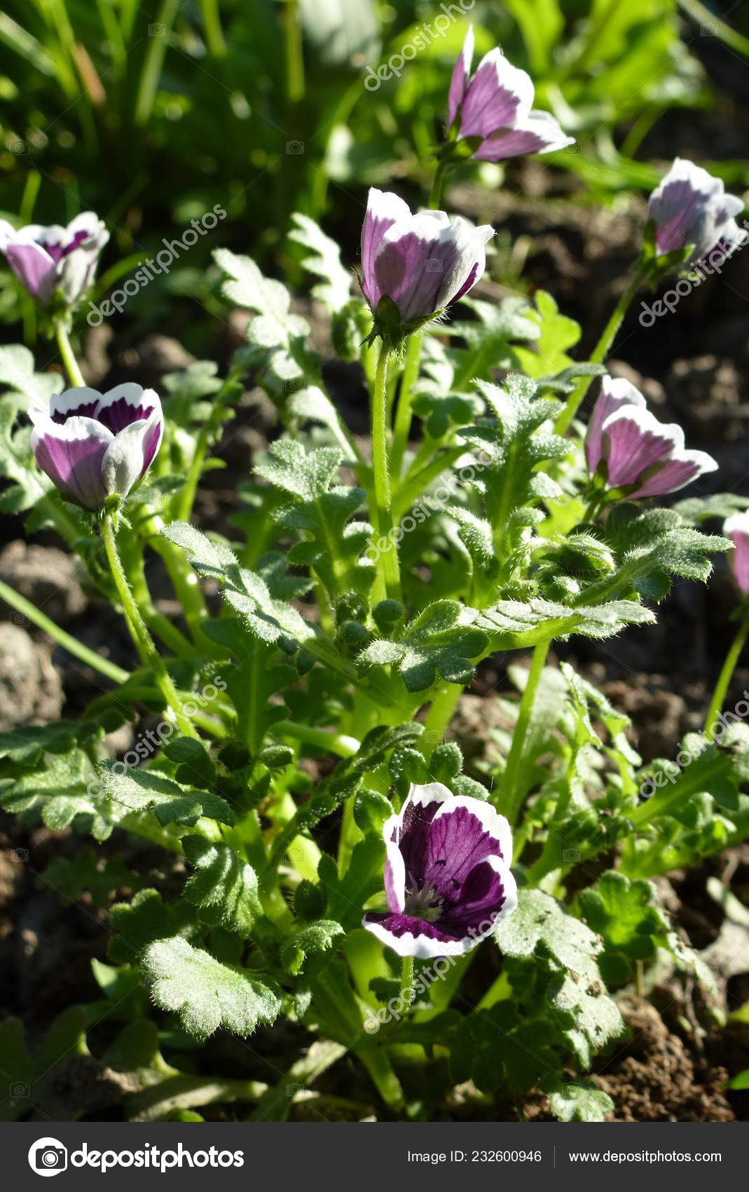 Nemophila Maculata Flowers Garden Growing Annual Plants Ground Stock Photo C Olgashash