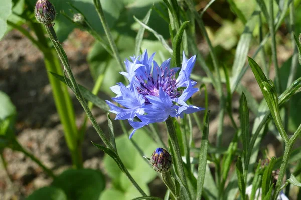 Blue flower cornflower in the garden. Macro mode.